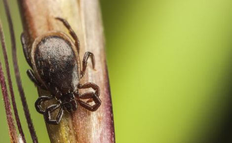 Lyme Disease: Prevention Tips and Symptoms List Image